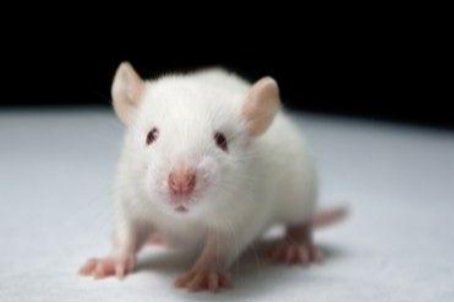 哺乳动物有哪些