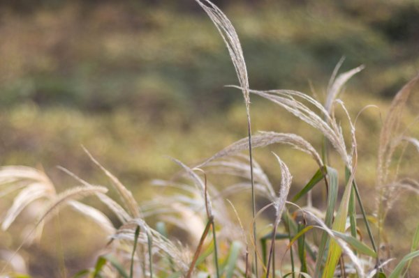 霜露之疾是什么意思?