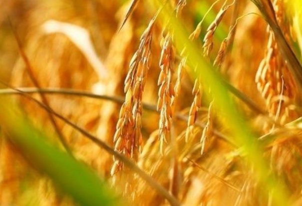 秋收是什么意思