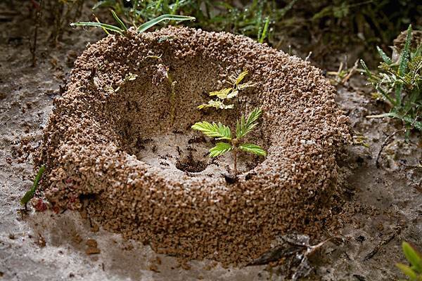 家里出现了黄蚂蚁是怎么回事?