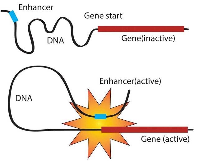 enhancer什么意思