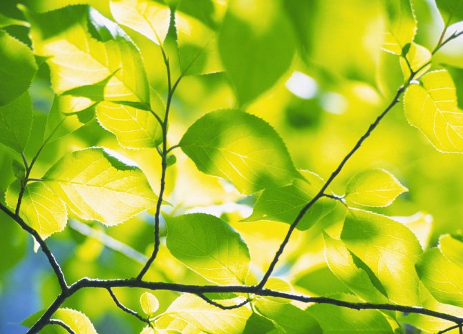 绿茶婊是什么意思