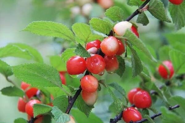 怎样种植野樱桃