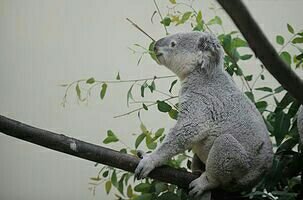 树懒和考拉的区别是什么？