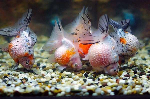 珍珠鱼是哪个鱼种的俗称？