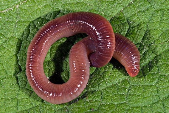 蛐蟮是什么动物