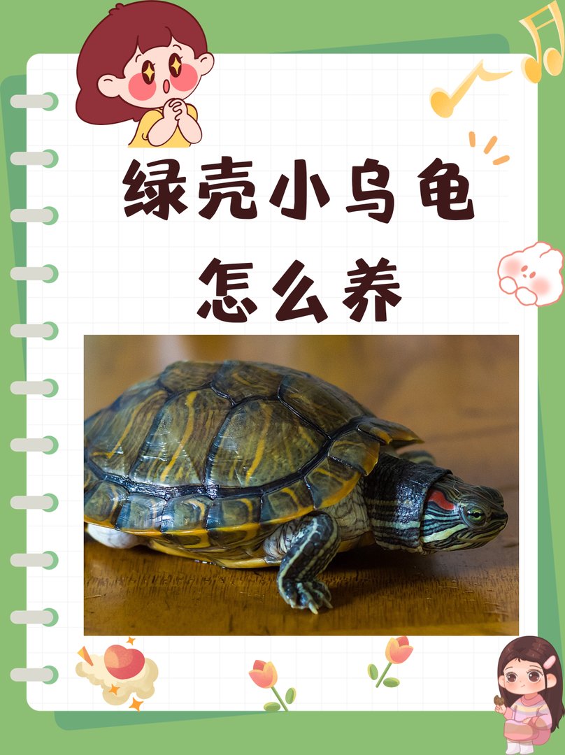 绿壳小乌龟怎么养