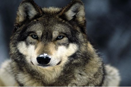 哺乳动物有哪些