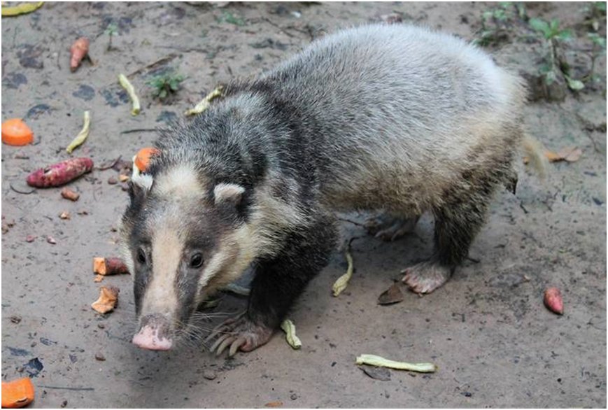 拱猪子是什么动物