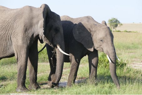 哺乳动物有哪些