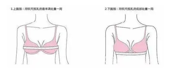 85c的胸是多大？