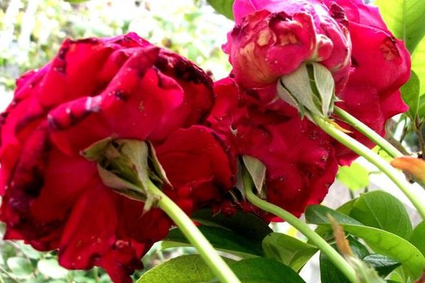 玫瑰到了花期，下一句是什么？