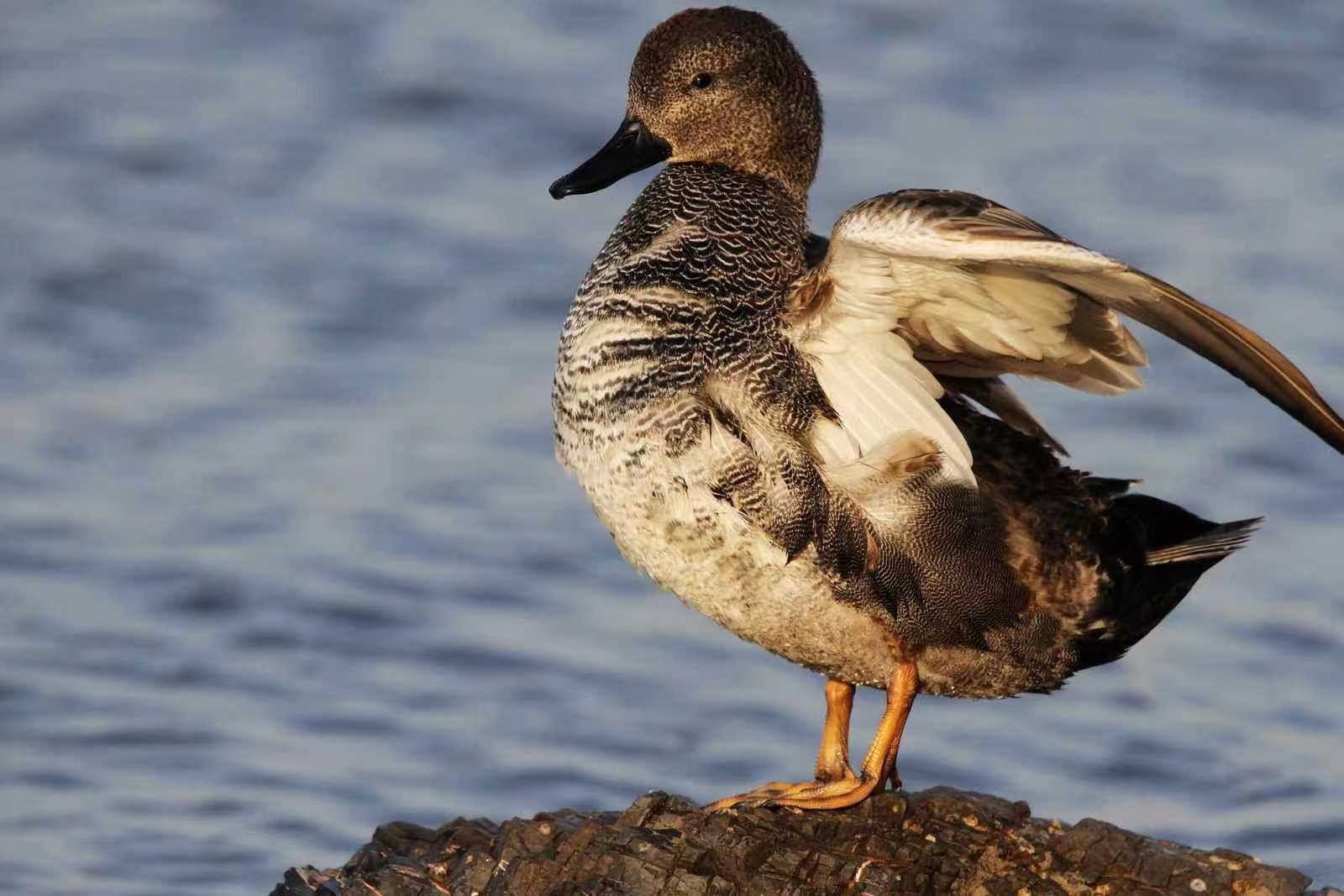 膀的拼音怎么写