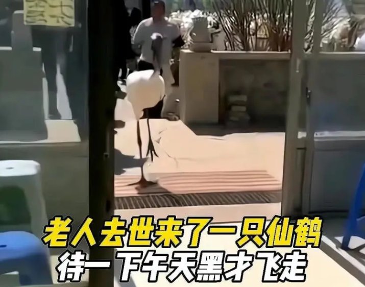 辽宁一老人去世，仙鹤到灵堂相送，为什么仙鹤会带来人类的生活区？