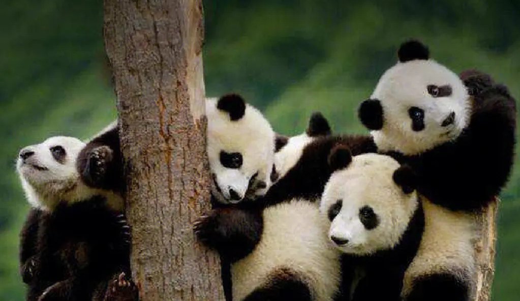 全国共有多少只大熊猫？