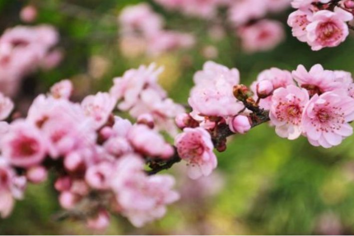 桃花开了的唯美句子
