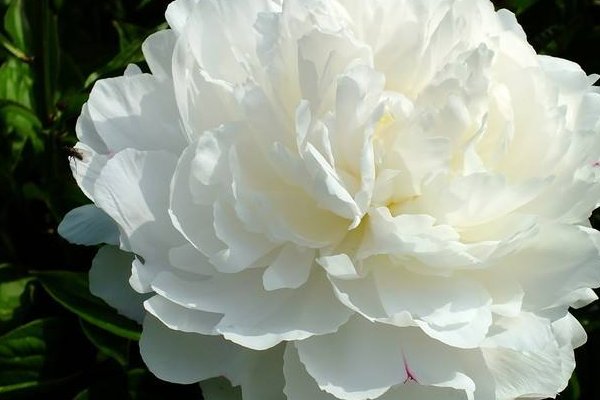 风水上芍药的讲究有哪些？