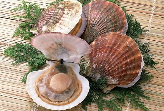 雌雄同体的动物有哪些