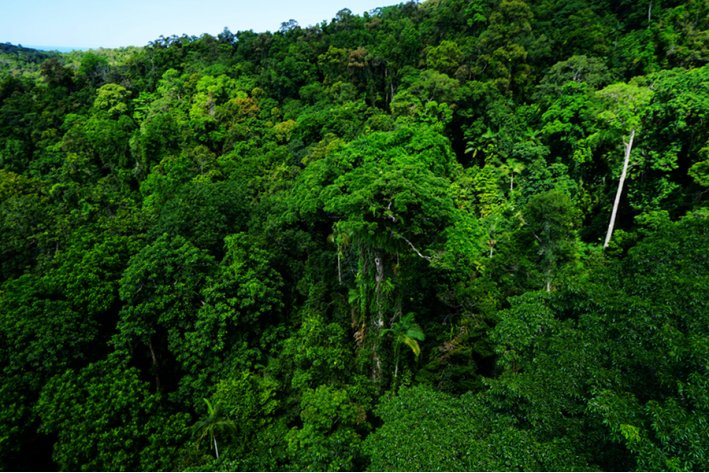 rainforest是什么意思