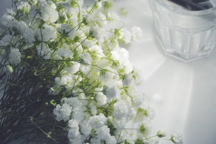 满天星的外形、特点、生长状况