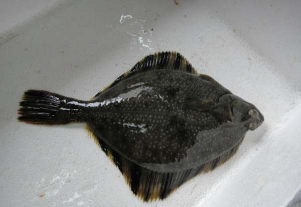 珍珠鱼是哪个鱼种的俗称？