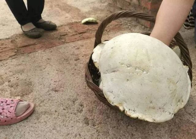 北京街头2米高的蘑菇到底是啥？你见过这些蘑菇吗？