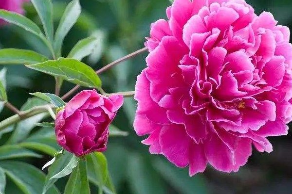 风水上芍药的讲究有哪些？