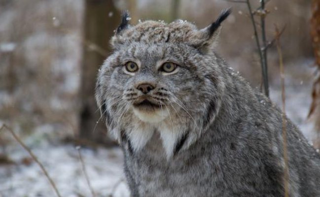 山狸子指的是什么动物？