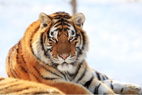 哺乳动物有哪些