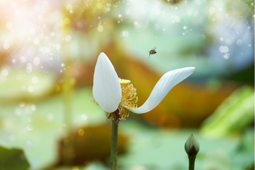 pollen是什么意思