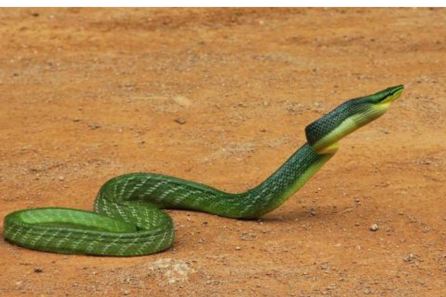 蛇到底会不会大小便