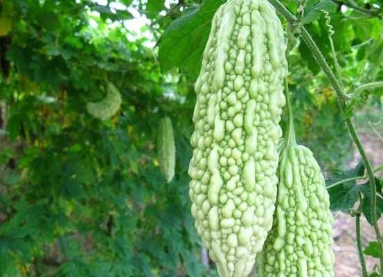 苦瓜大王的详细资料