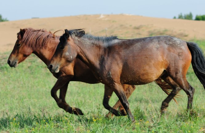 演古劝今指的是什么动物