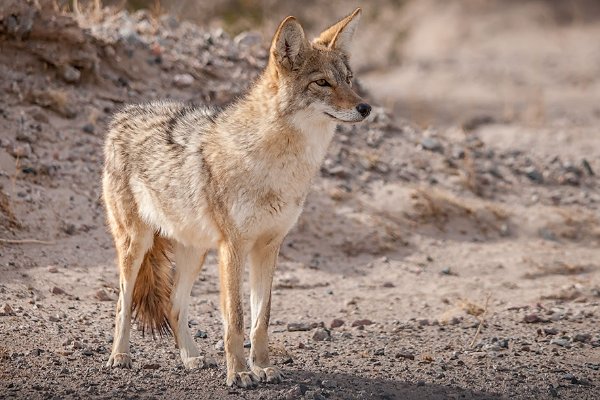 十大最凶猛的狼排名