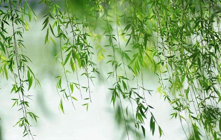 “昔我往矣，杨柳依依，今我来思，雨雪霏霏。”