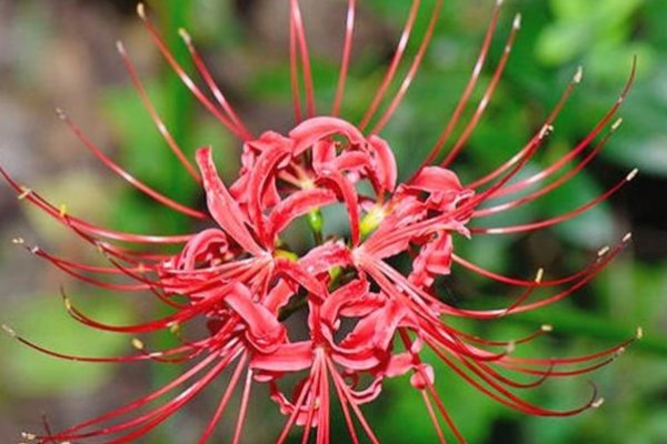 彼岸花为什么不能养