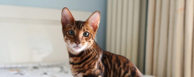 虎猫和豹猫的区别