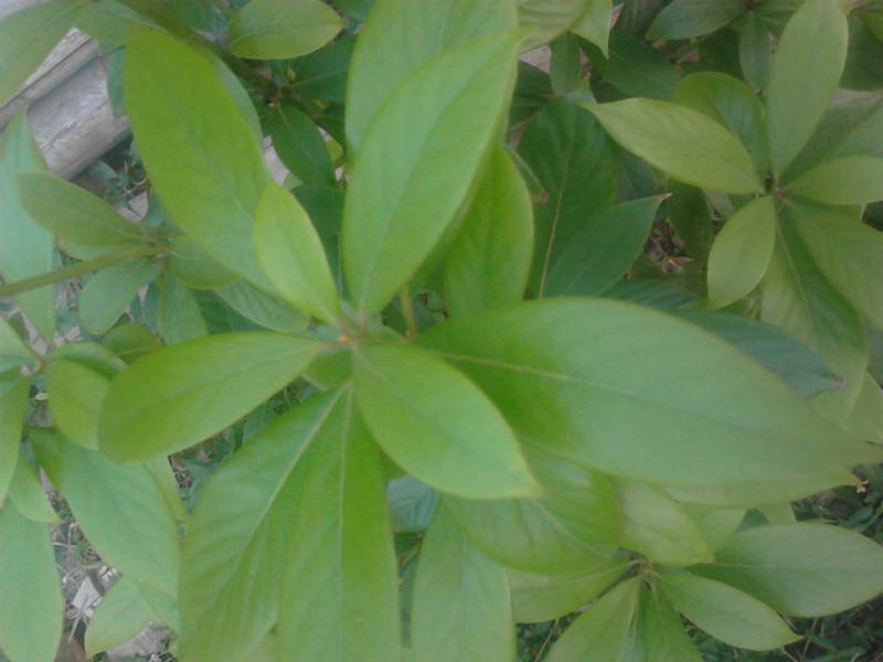 金丝楠木树叶是什么样的