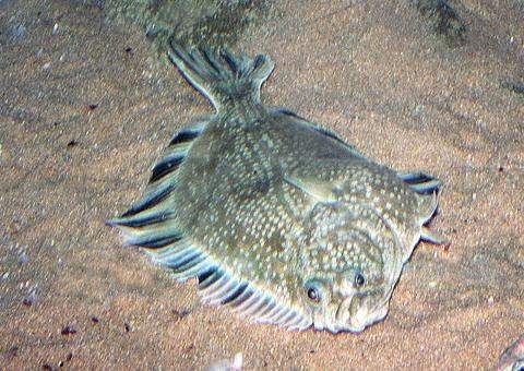 珍珠鱼是哪个鱼种的俗称？