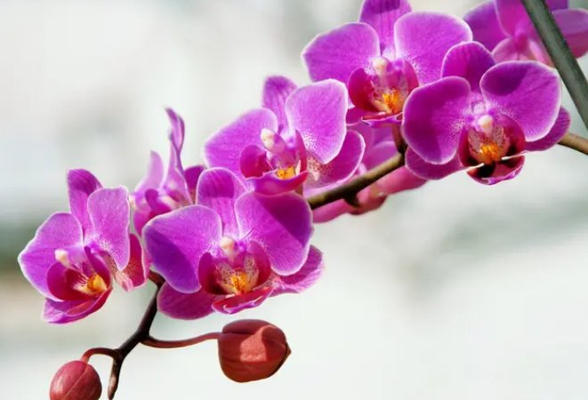 蝴蝶兰几点开花的？