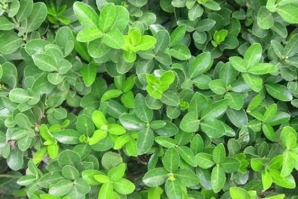 botany是什么意思