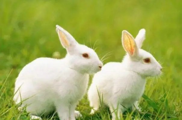 五湖四海指的是什么生肖