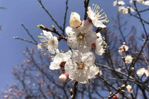 “春有百花秋有月,夏有凉风冬有雪”是什么意思？
