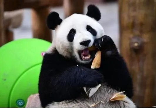 大熊猫吃肉不吃肉