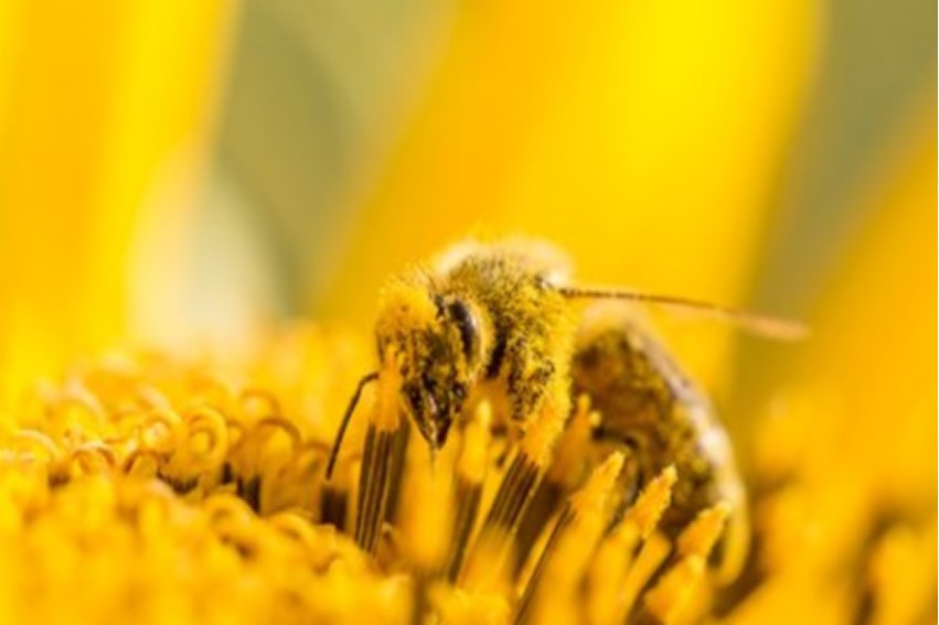 pollen是什么意思