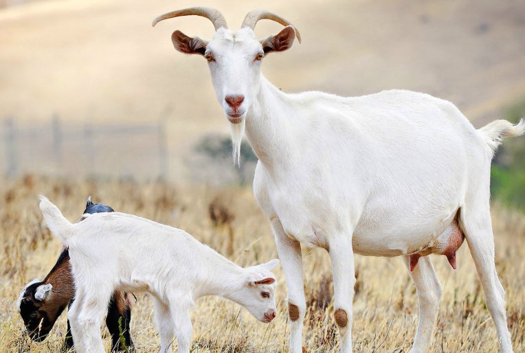 绵羊 山羊 羚羊 区别