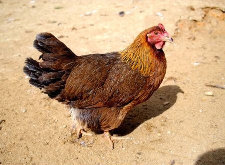 小鸡宝宝考考你今天的答案是什么坐飞机