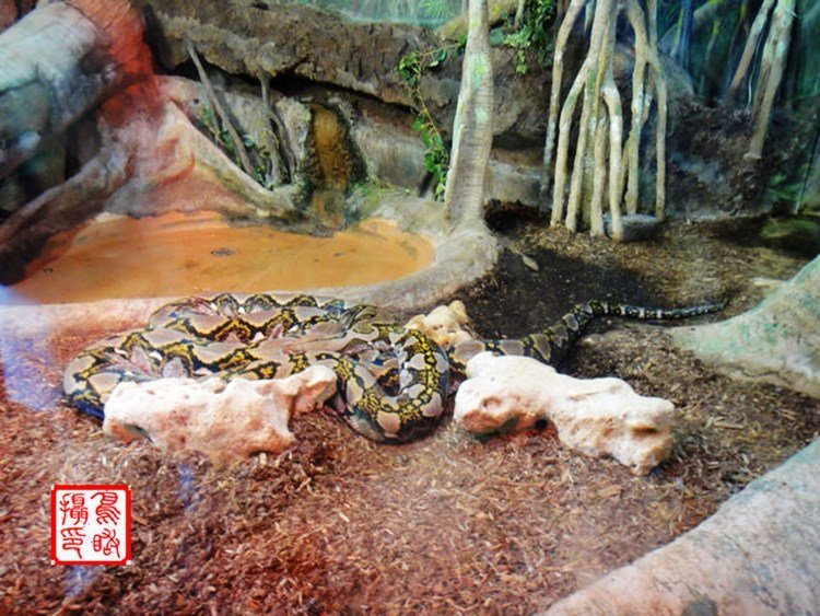 请问五颜六色是何肖？