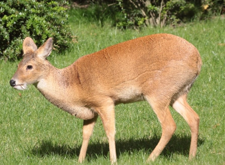 獐子是几级保护动物?