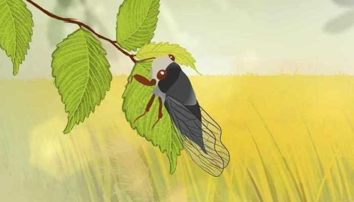 房山季鸟猴是季鸟猴吗？